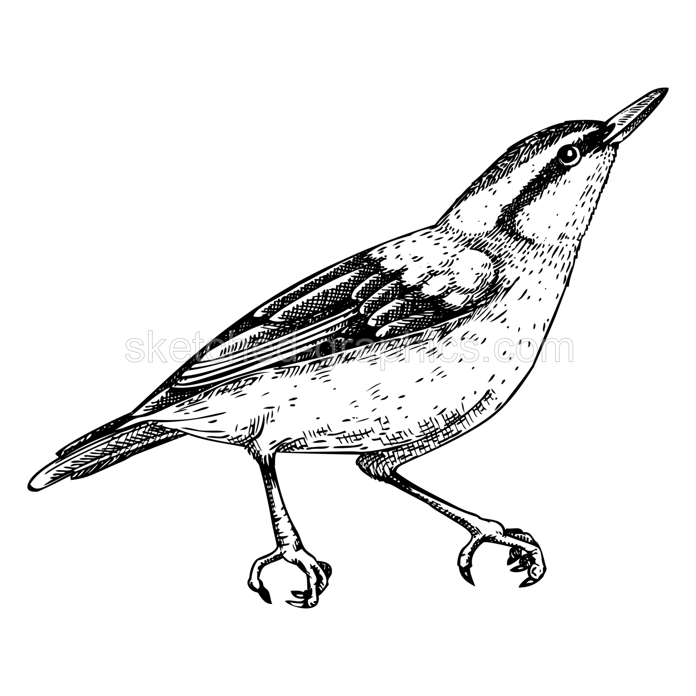 Nuthatch vector sketch. Hand drawn wildlife illustration in engraved style. Blue-grey passerine bird isolated on white background. Black and white animal drawing for print, poster, card, cover. Illustration